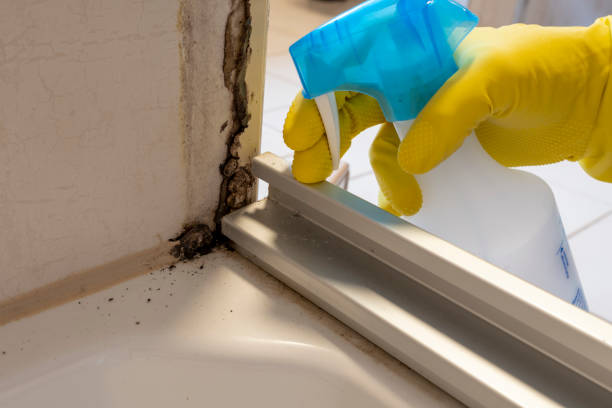 Best Residential Mold Remediation in Red Oak, IA