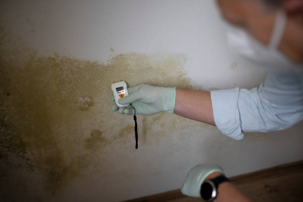 Best Preventive Mold Services in Red Oak, IA
