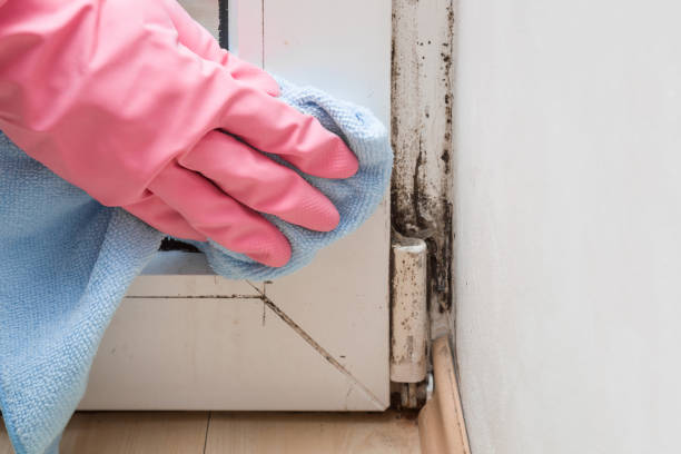Best Kitchen Mold Remediation in Red Oak, IA